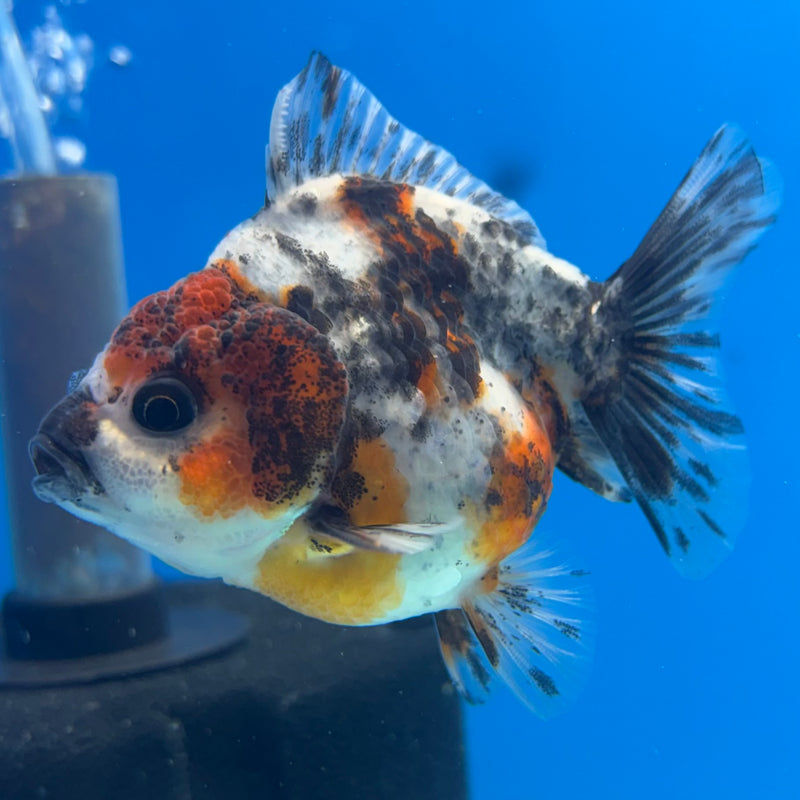 Thai Oranda SHOGUN 2.5” Body Female(CK-1147)R3A12