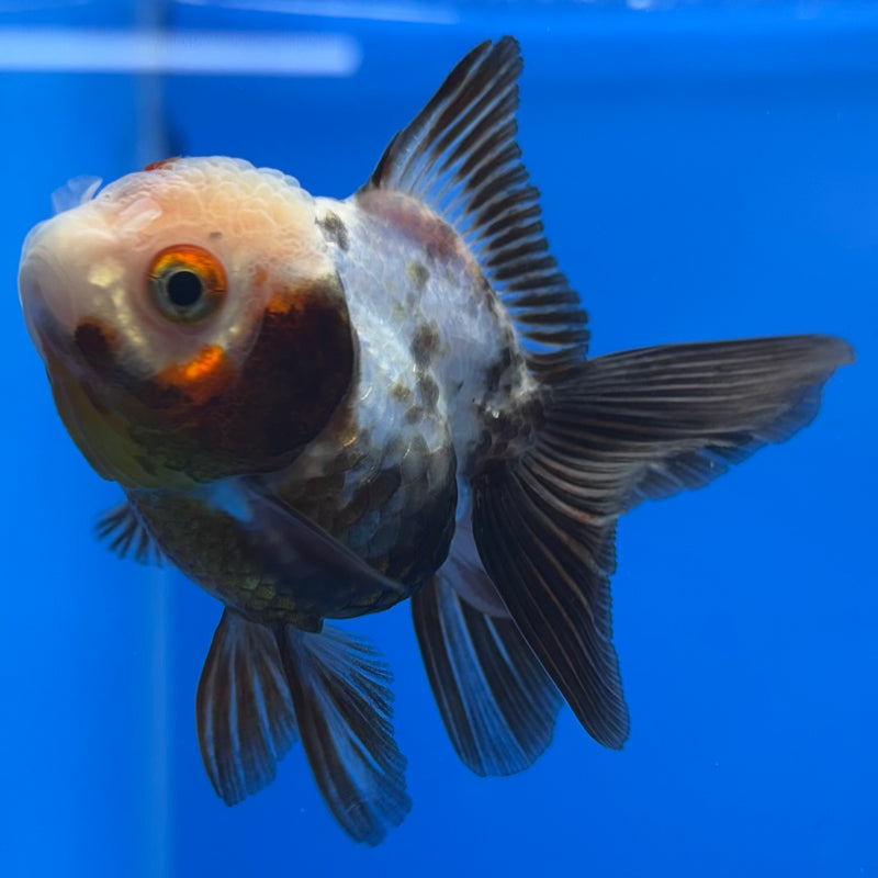 Thai Oranda Tri-Color 2.5” Body Female(CK-1237)R3B12