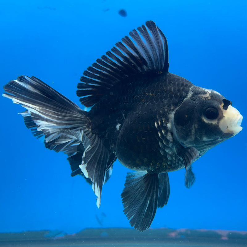 Thai Oranda Panda 4” Body Male(CK-1205)SHOWTANK
