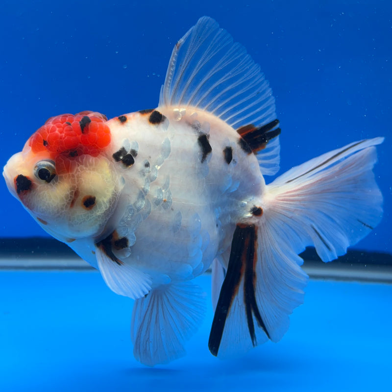 Thai Oranda Tri-Color Calico Tiger 3.5” Body Male(CK-714)R1A06