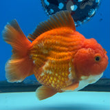 Thai Oranda JUMBO Red/White 4” Body Male(CK-1471)R2B14