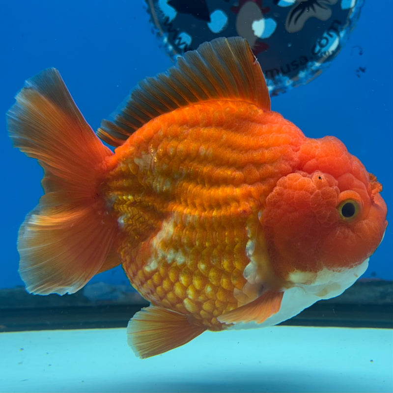 Thai Oranda JUMBO Red/White 4” Body Male(CK-1471)R2B14