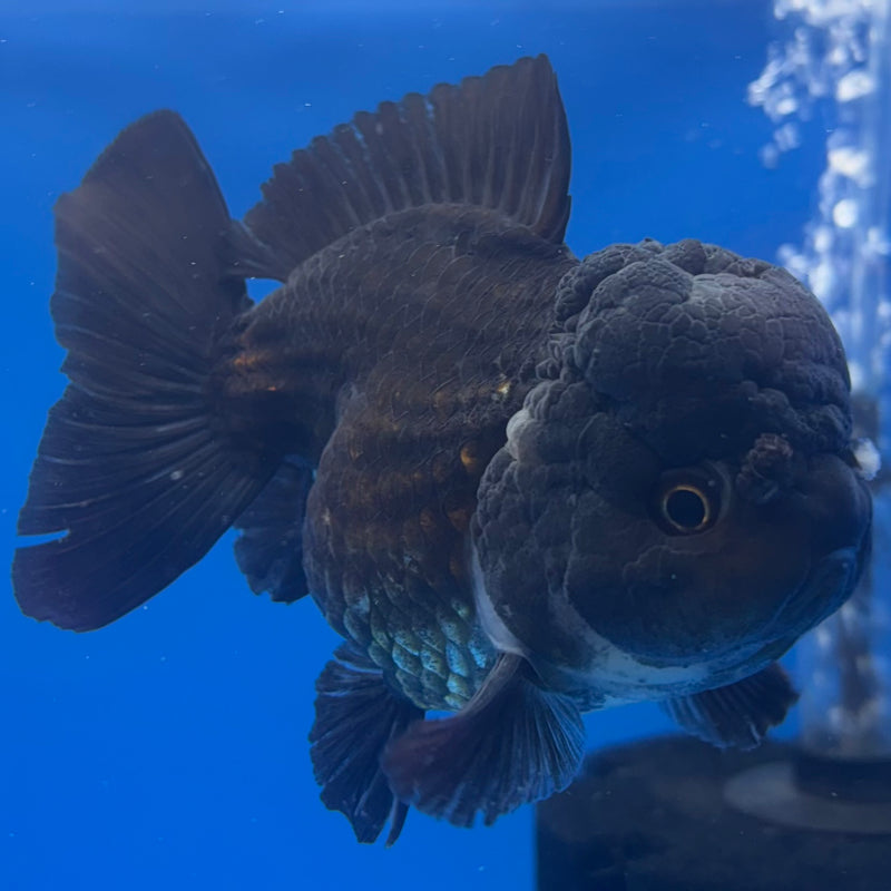 Thai Oranda JUMBO Panda 4” Body Female(QGF-CK-1338)BLUETUB1