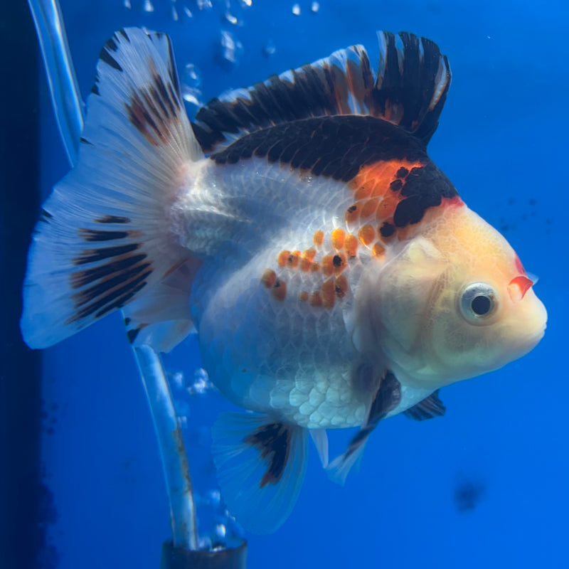 Thai Oranda Apache/Tri-Color 3” Body Male(CK-838)R3A14