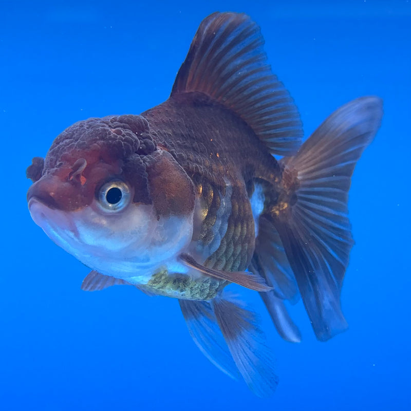 Thai Oranda Panda 2.5” Body Female(CK-996)R3B20