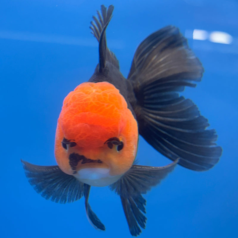 Thai Oranda Apache 2.5” Body Male(CK-673)R1B10
