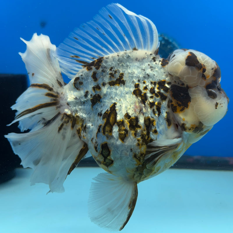 Thai Oranda Tri-Color Calico Tiger RoseTail 4.5” Body Female(NKT-CK-1031)SHOWTANK2