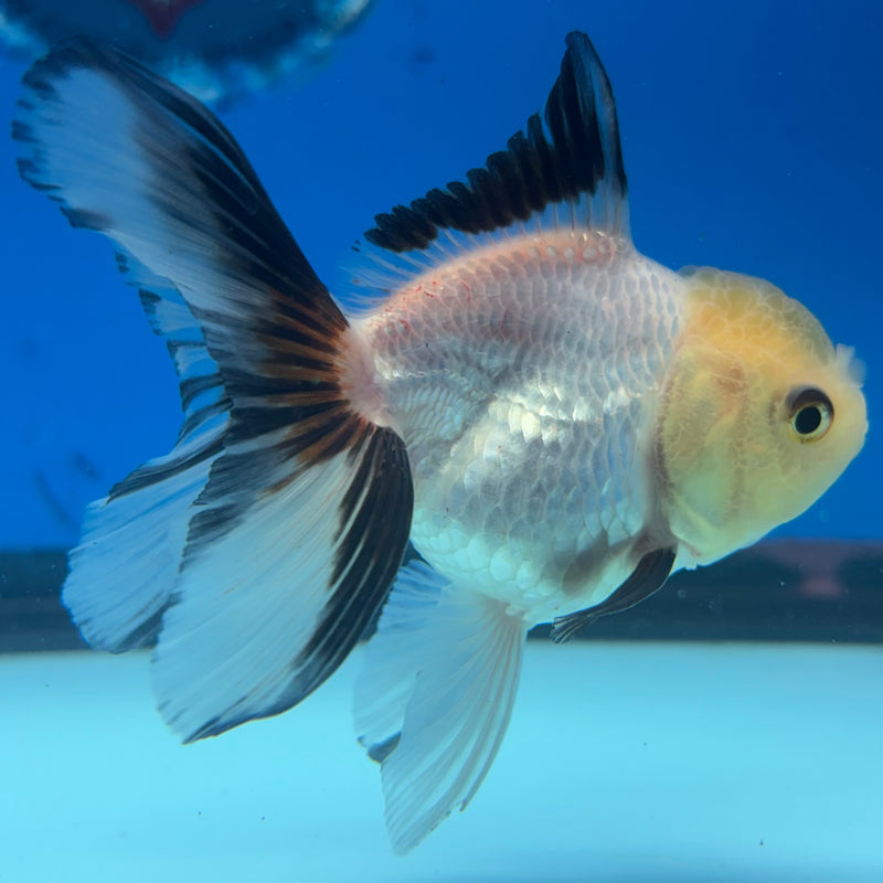 Thai Oranda Panda 2.5" Female (CK-1520)R3B16