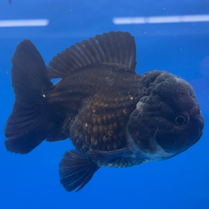 Thai Oranda JUMBO Panda 4” Body Female(QGF-CK-1338)BLUETUB1