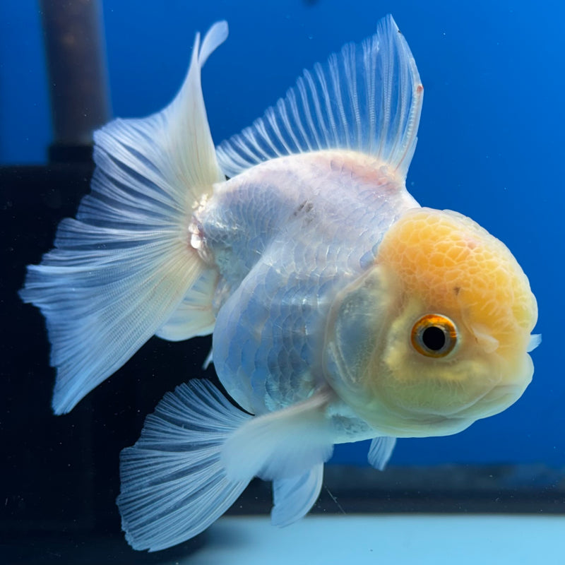 Thai Oranda Lemon Head White 3” Body Male(CK-988)R3B07