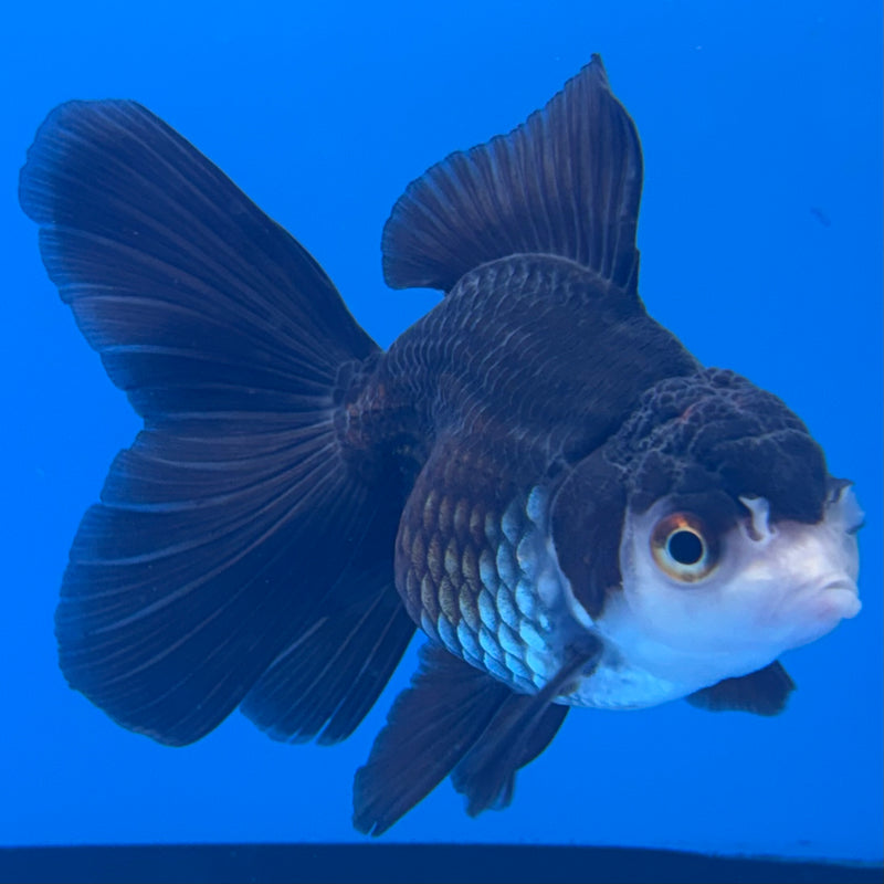Thai Oranda Panda 2” Body Female(CK-1311)R3B13