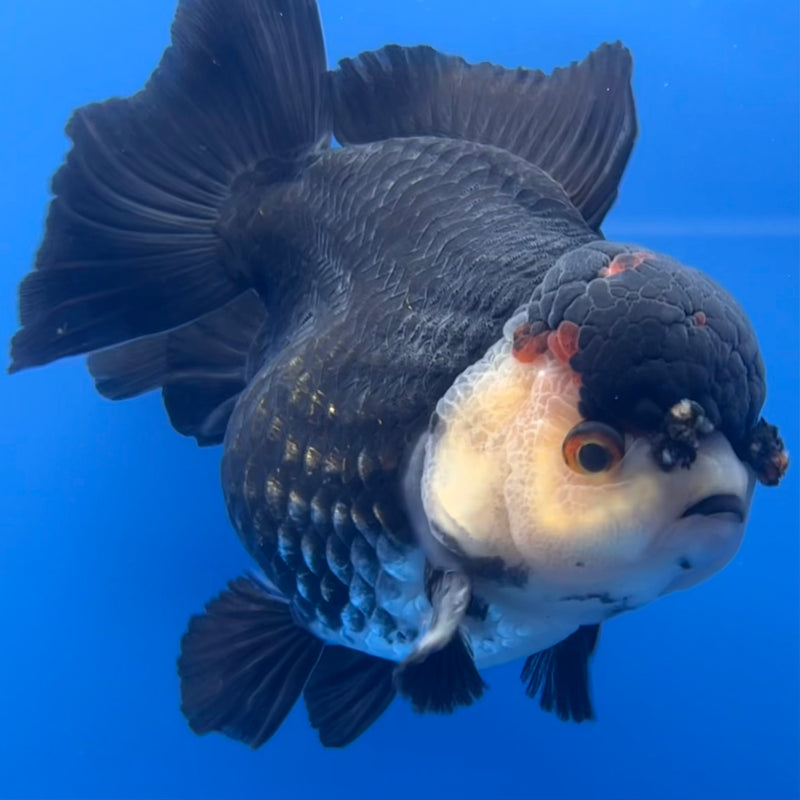 Thai Premium Oranda Yuanbao Panda 4” Body Male(CK-747)R1BlueTub4