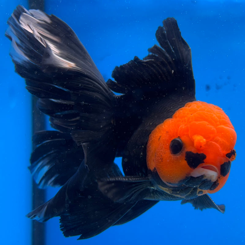 Thai Oranda Black Body Red Cap 3.5" Male(CK-1541)R2B13