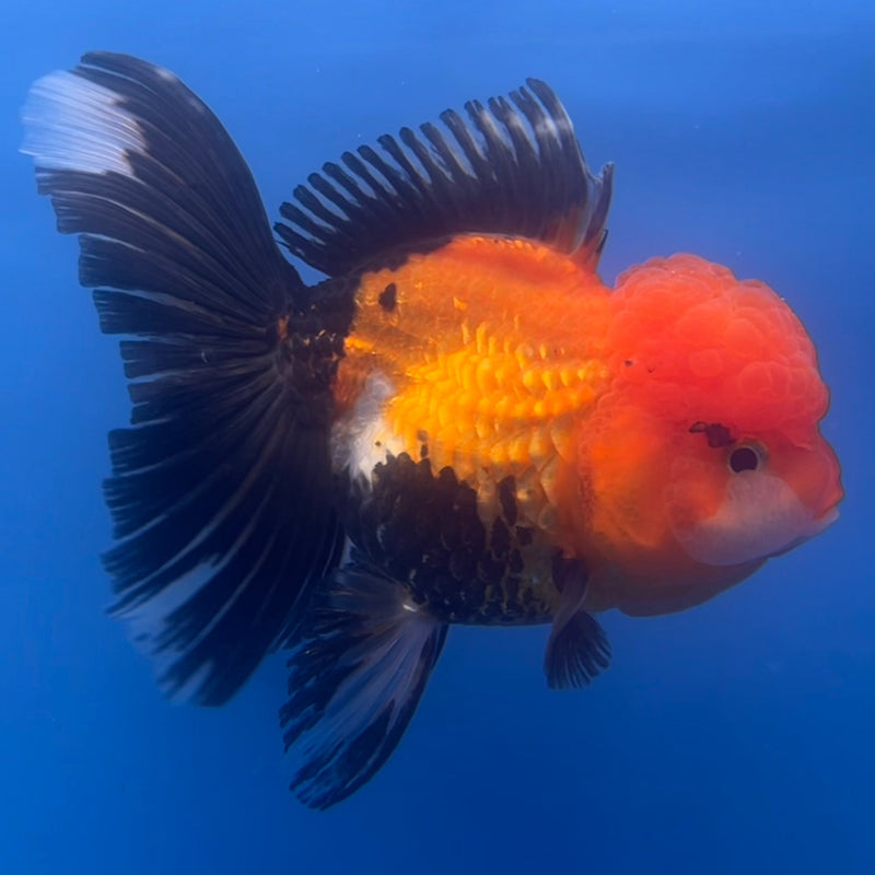 Thai Oranda Apache 3” Body Female(CK-663)R1A10