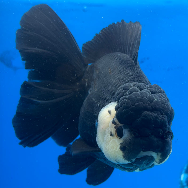 Thai Oranda Panda 4.5” Body Female(CK-1491)R2B20