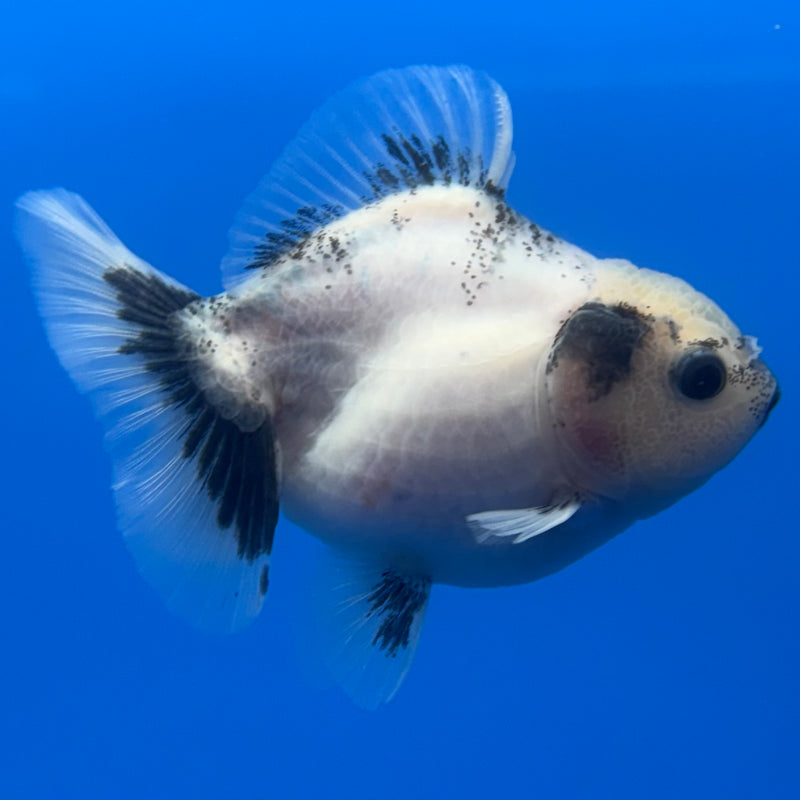 Thai Oranda Panda SHOGUN Calico 2.5” Body Male(CK-717)R1A06