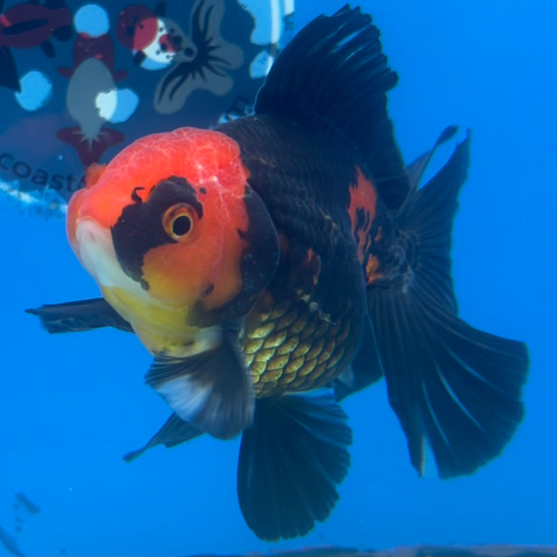 Thai Oranda Apache 3” Body Male(CK-1418)R1B08
