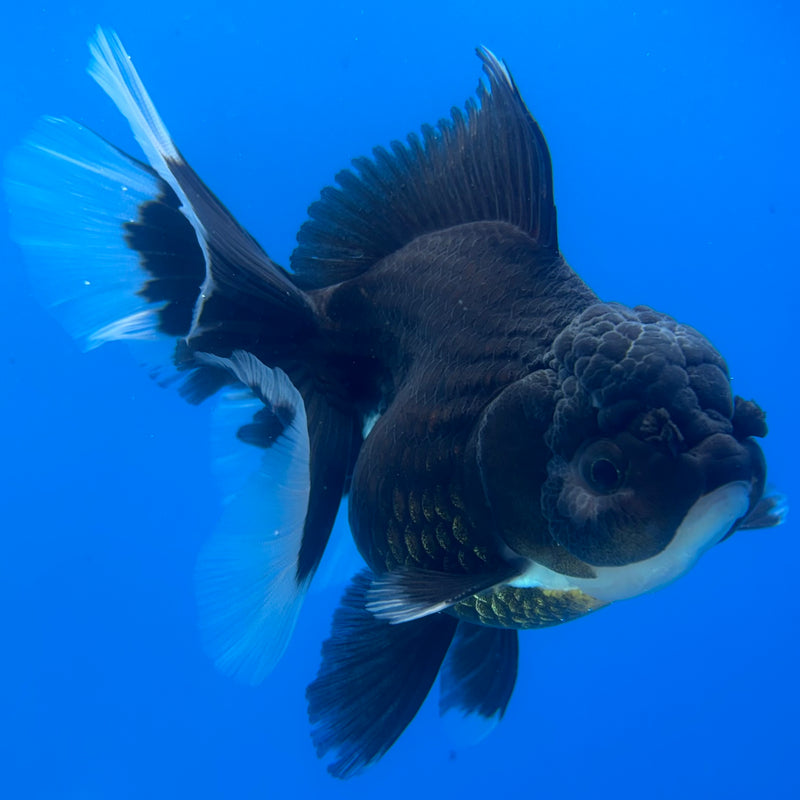 Thai Oranda Panda 3.5” Body Female(CK-1396)SHOWTANK2