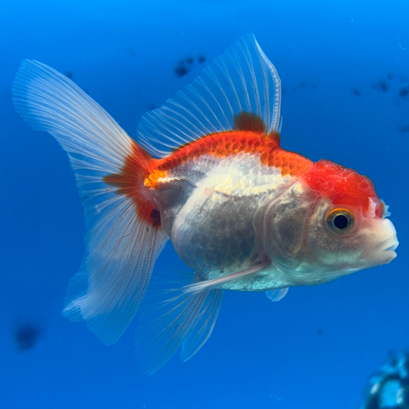Thai Oranda Red/White 2” Body Female(CK-1268)R3B06