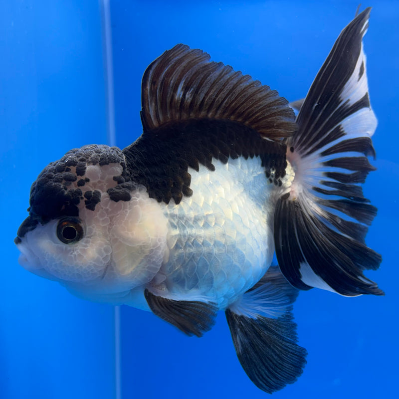 Thai Oranda AA JUMBO Panda 4” Body Male(AA-CK-1350)R1BLUETUB3