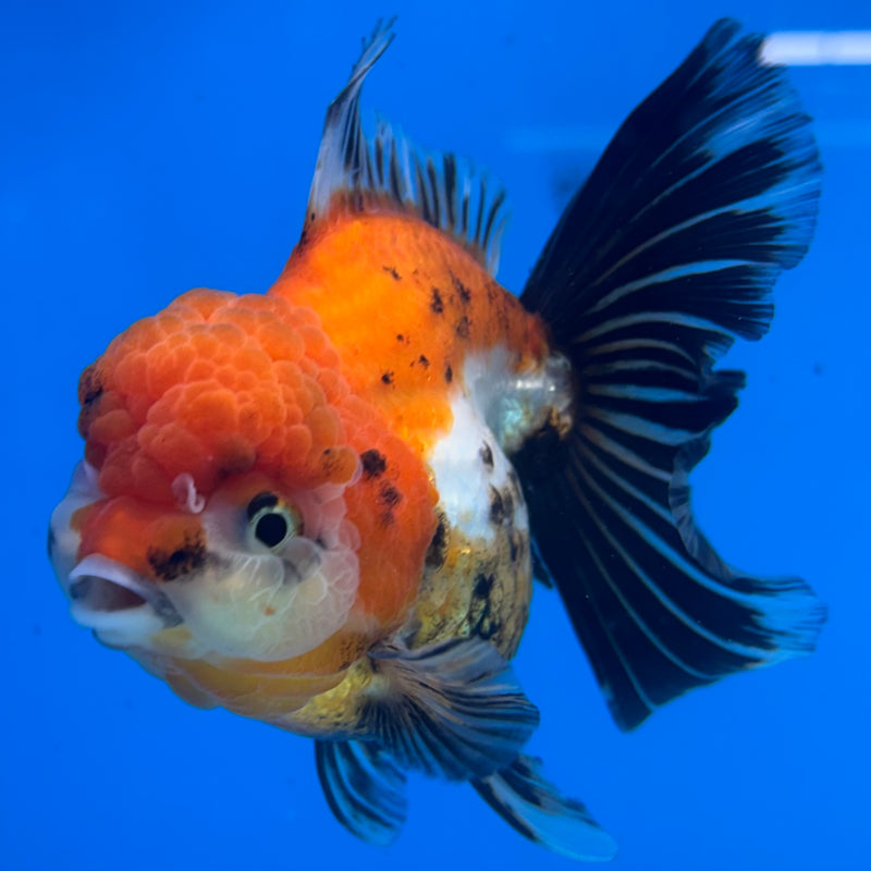 Thai Oranda Apache/Tri-Color 3.5” Body Female(CK-1506)R2A03