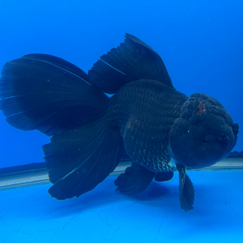 Thai Oranda Full Black 4” Body Male(CK-821)R1A09