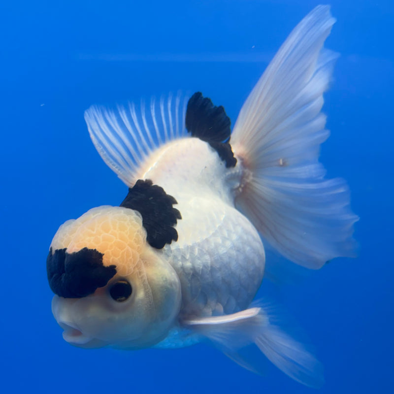 Thai Oranda Panda 4” Body Female(CK-810)R1A01