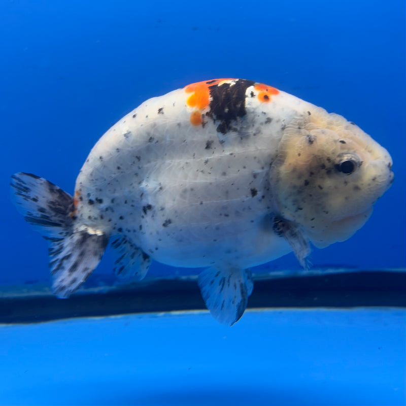 Thai Super Jumbo Calico Ranchu 6” Body Male(CK-CRP-JO1142)