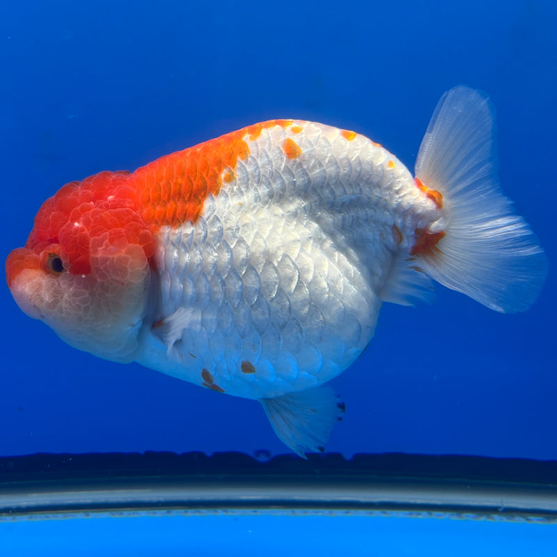 Thai Jumbo Ranchu Red/White 4.5” Body Female(CK-779)SHOWTANK