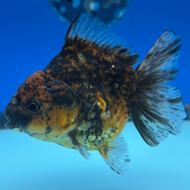 Thai Oranda Calico 3” Body Female(CK-1499)R3A05