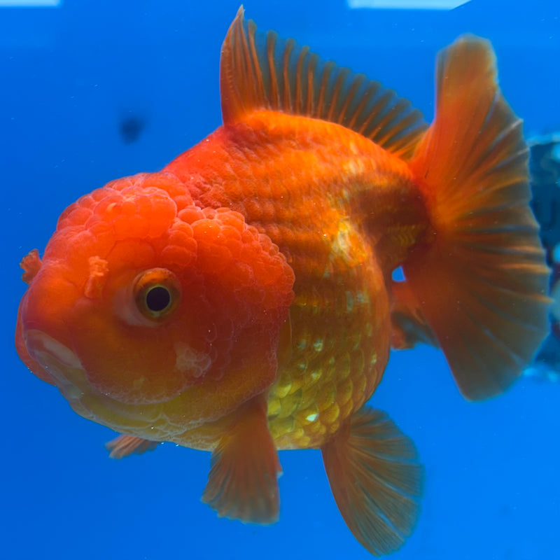 Thai Oranda JUMBO Full Red 4” Body Male(CK-1473)R2B15