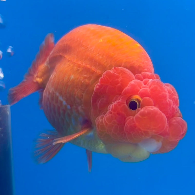 Thai Ranchu Full Red 3.5” Body Male(CK-1129)R1A07