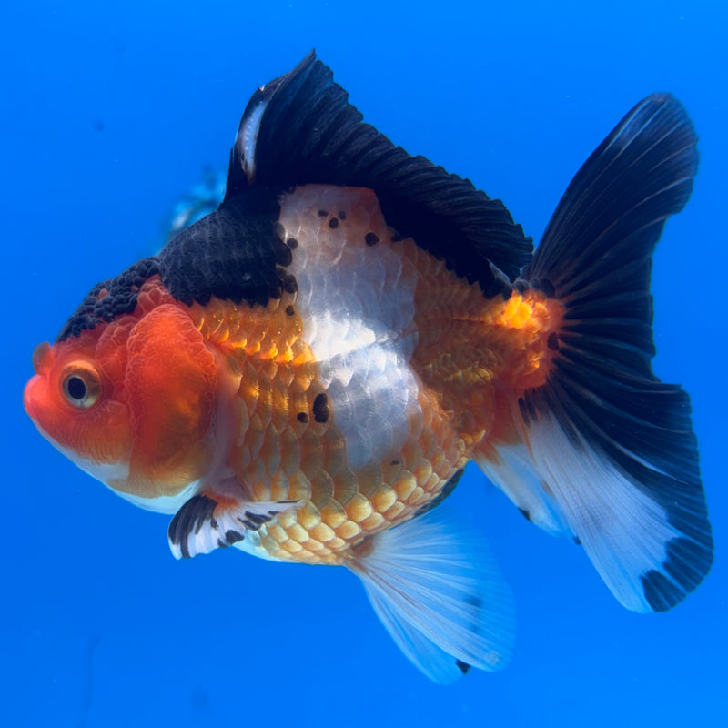 Thai Oranda NOK Apache 3.5” Body Female(NOK-CK-1190)R3B14