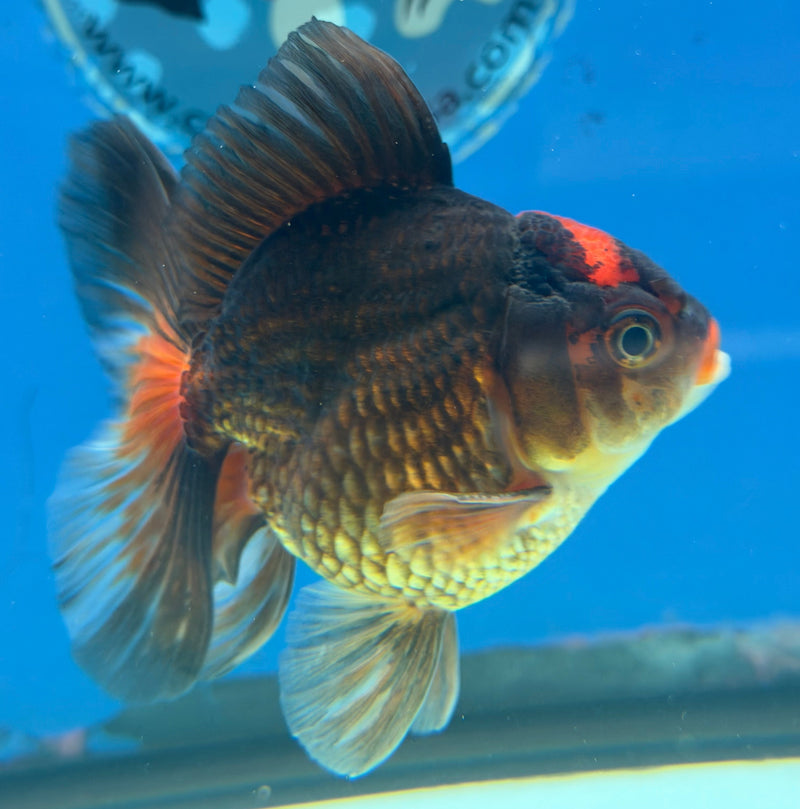 Thai Oranda Apache 3in Female (FEB-323)R2B07