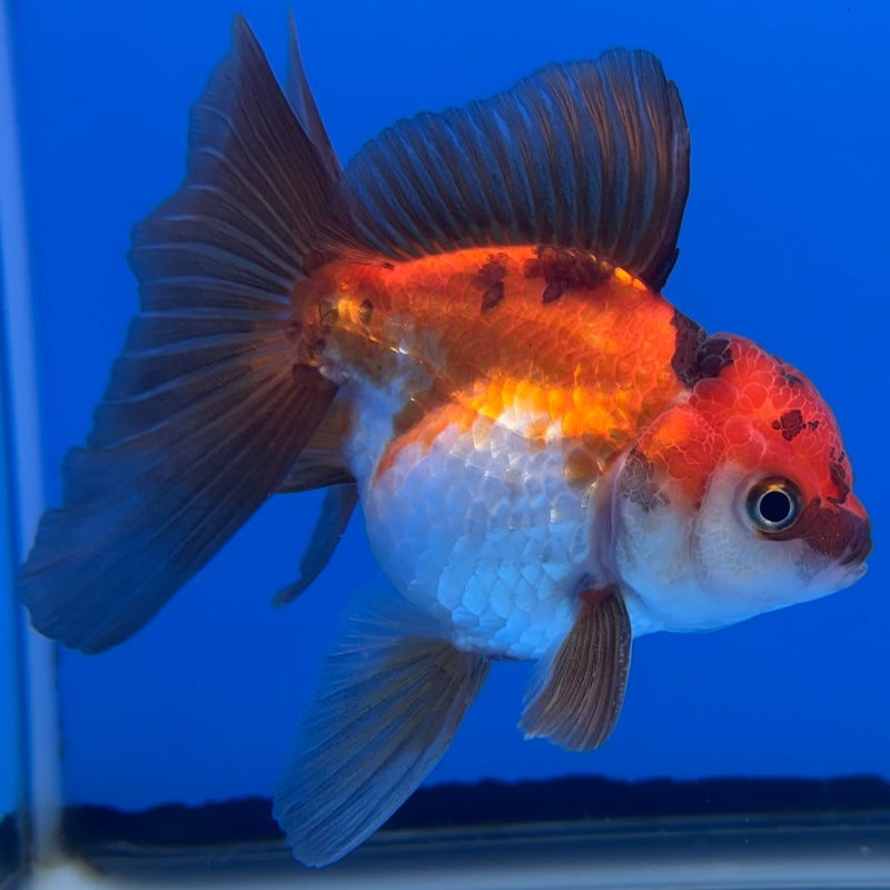 Thai Oranda Tri-Color 2.5” Body Male(CK-1305)R3B17