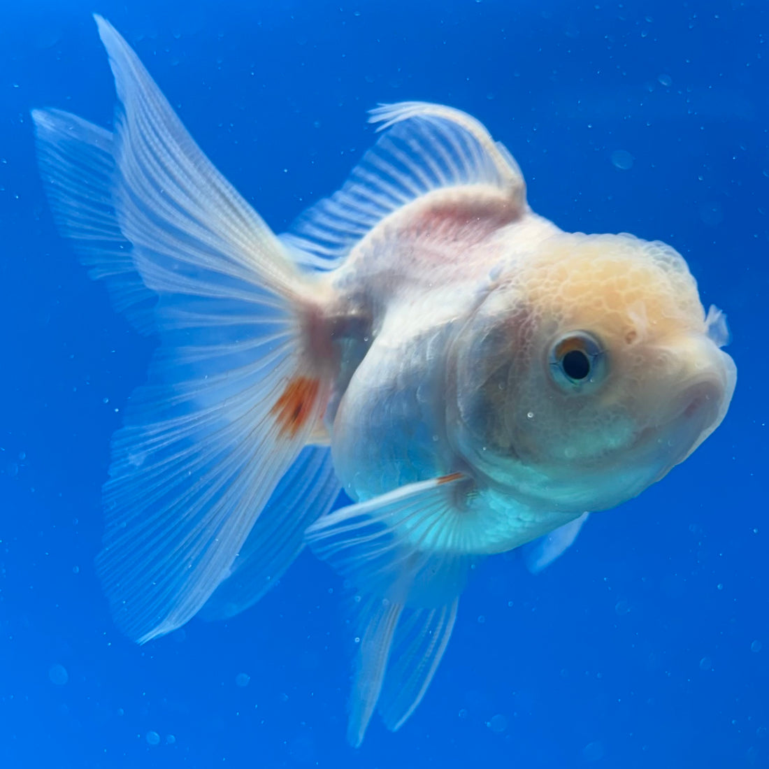 Thai Oranda Red/White 2" Male (CK-1563)R3A09