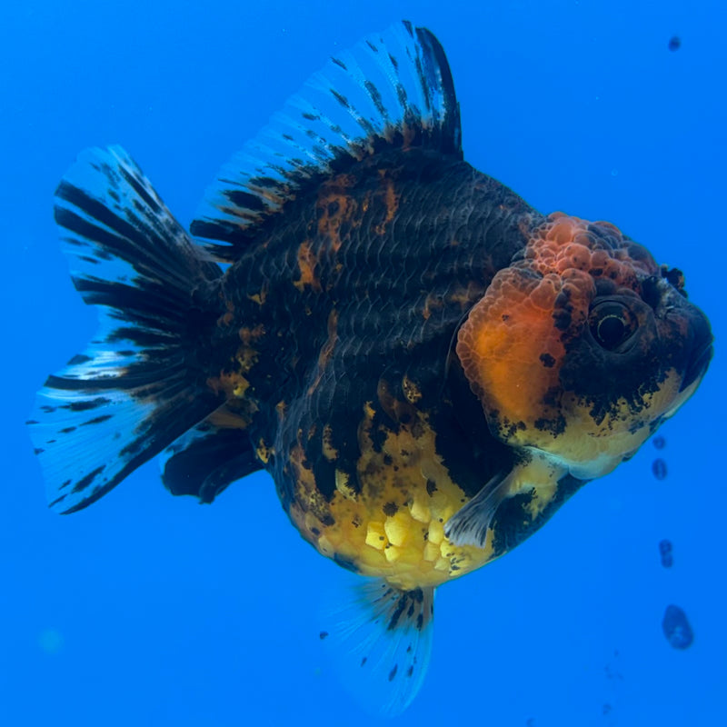 Thai Oranda Calico Yuanbao by SHOGUN 3” Body Female(CK-1201)SHOWTANK