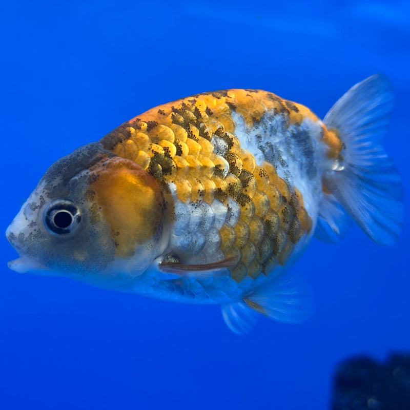 Live Fancy Goldfish Ranchu Red Tiger 3" Body (JC-003) R1A09
