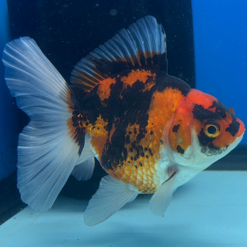 Thai Oranda Apache 3” Body Male(CK-1400)R1B09
