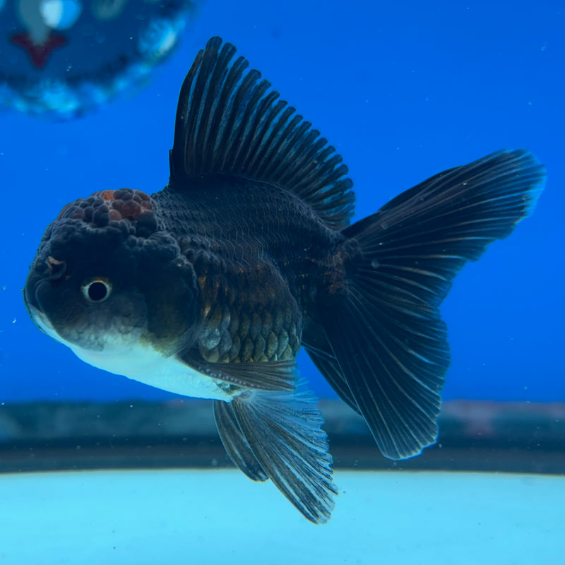 Thai Oranda Tri-Color 2” Body Male(CK-1009)R3B16