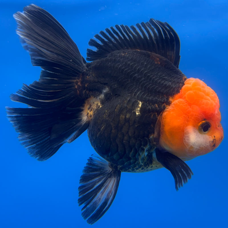 Thai Oranda Apache 3” Body Female(CK-1229)R1B08