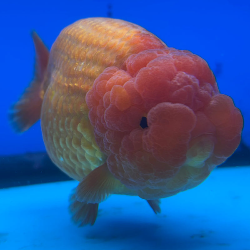 Thai Ranchu JUMBO Full Red 4.5” Body Female(CK-1316)SHOWTANK2
