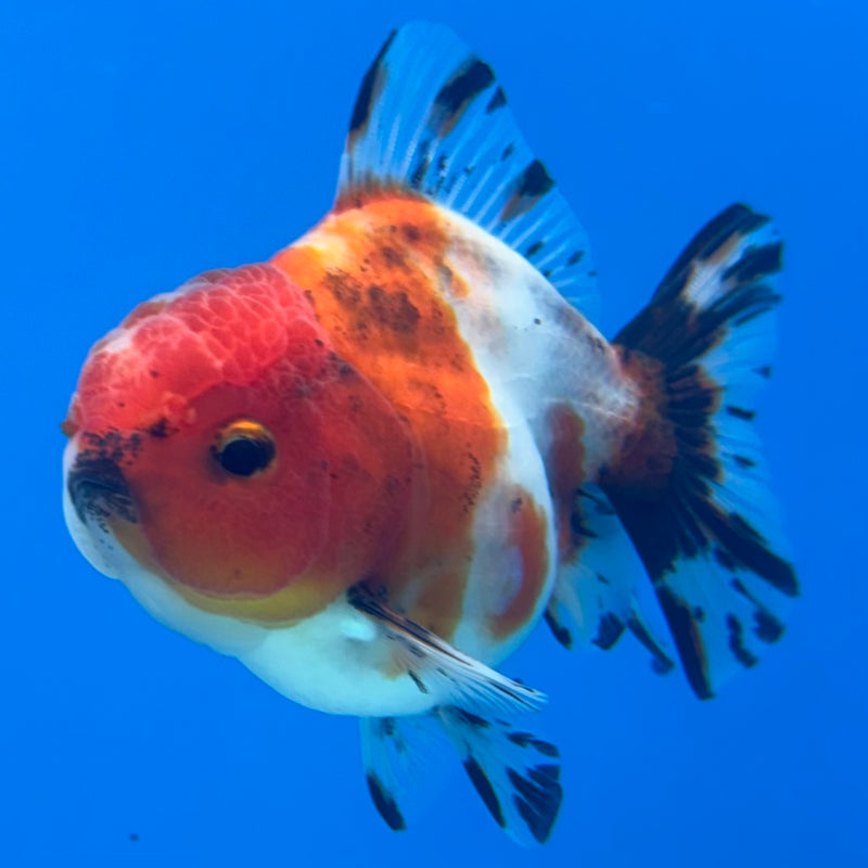 Thai Oranda SHOGUN 2.5” Body Male(CK-1155)R3A10
