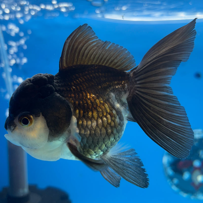 Thai Oranda Tri-Color 3” Body Female(CK-1138)R3A14