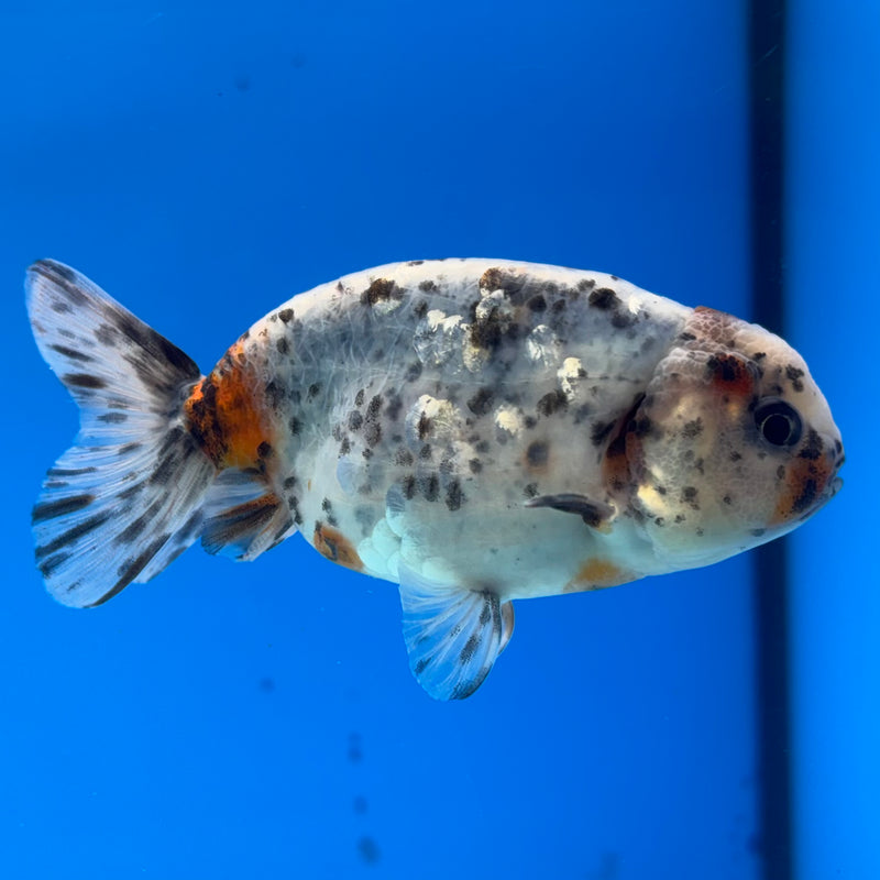 Thai Ranchu Tri-Color Calico 3.5” Body Male(CK-941)R2C03