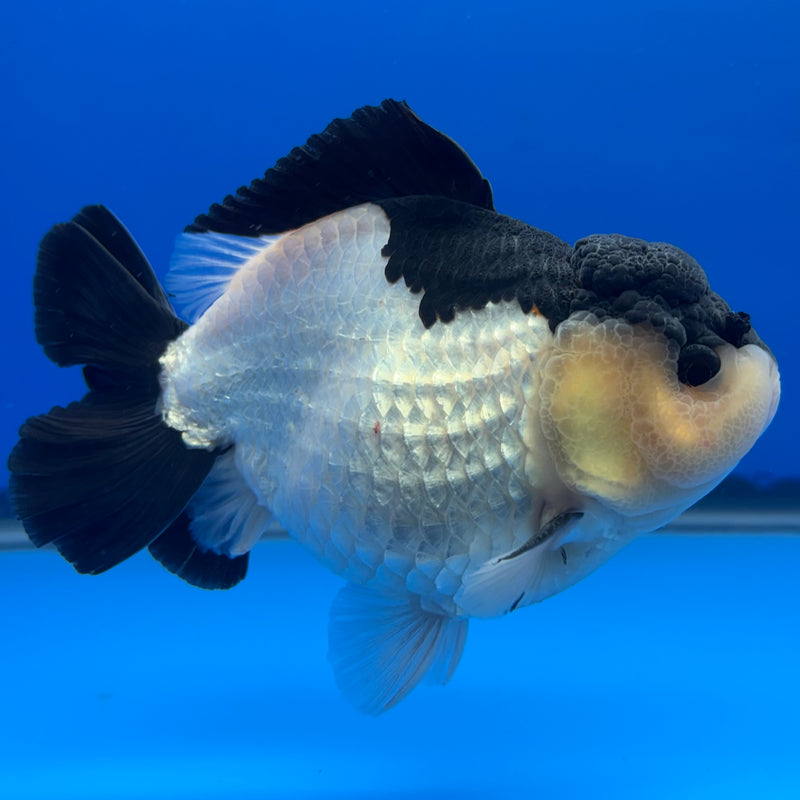 Thai Premium Oranda Yuanbao Panda 4” Body Male(CK-772)R1BlueTub4