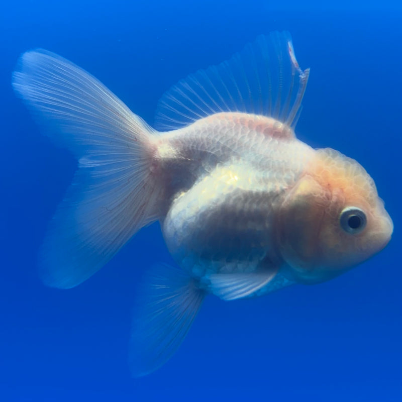 Thai Oranda Full White 2.5” Body Female(CK-1254)R3B08