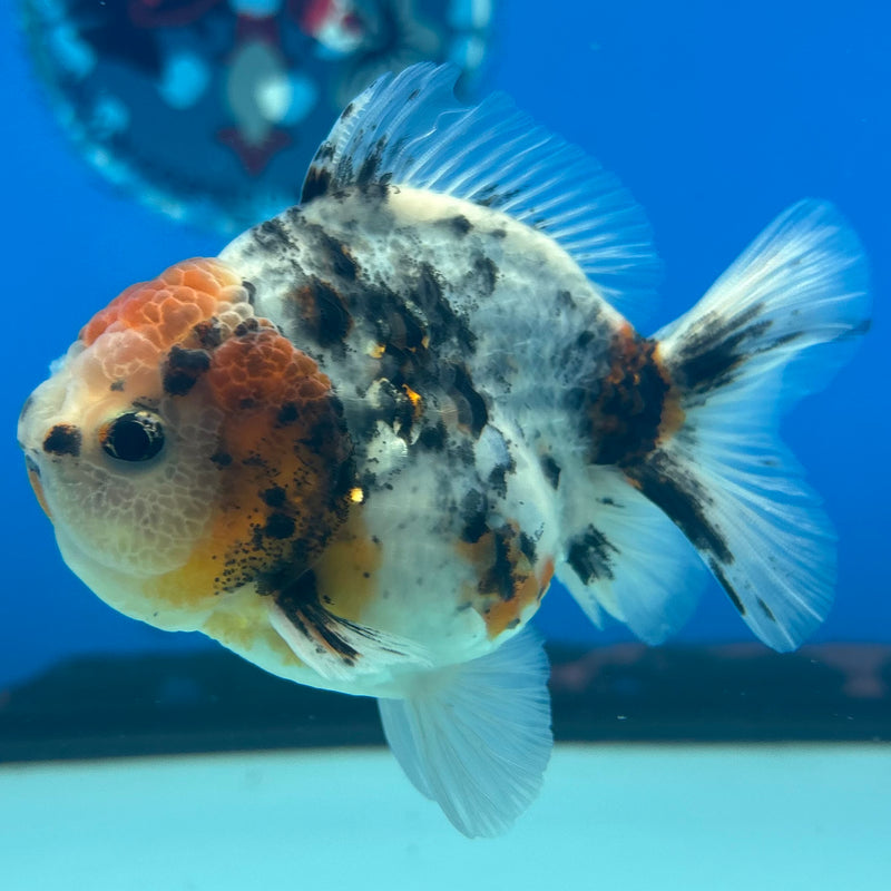 Thai Oranda SHOGUN 3” Body Female(CK-1164)R3A07