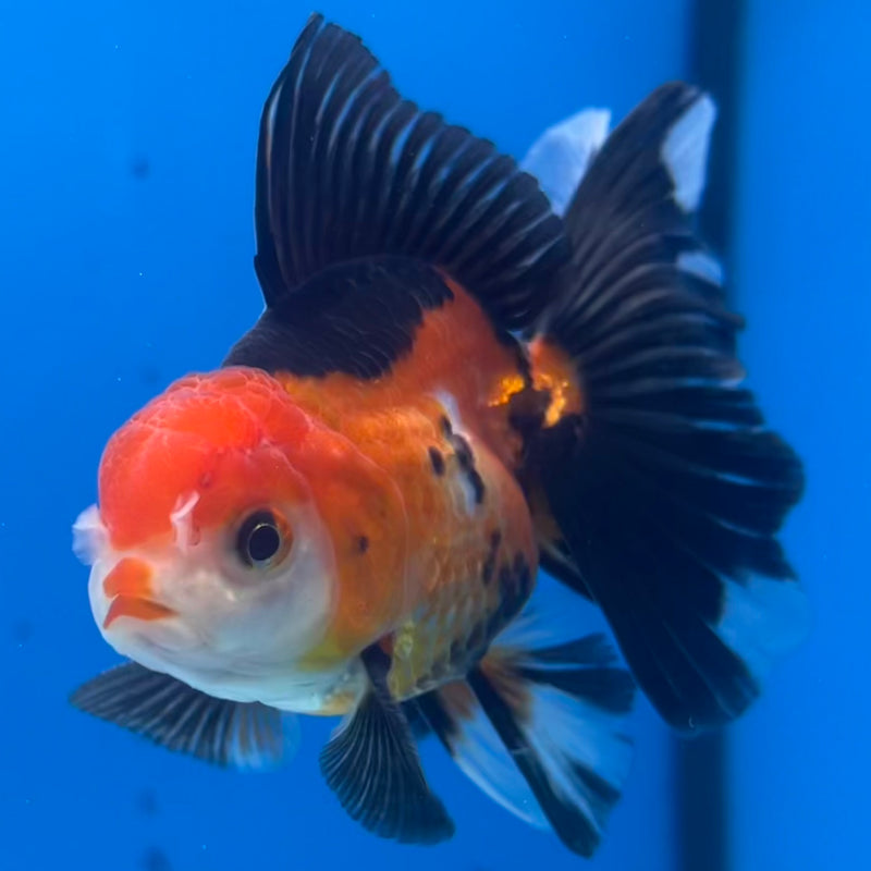 Thai Oranda Apache 2.5” Body Male(CK-1426)R3B18