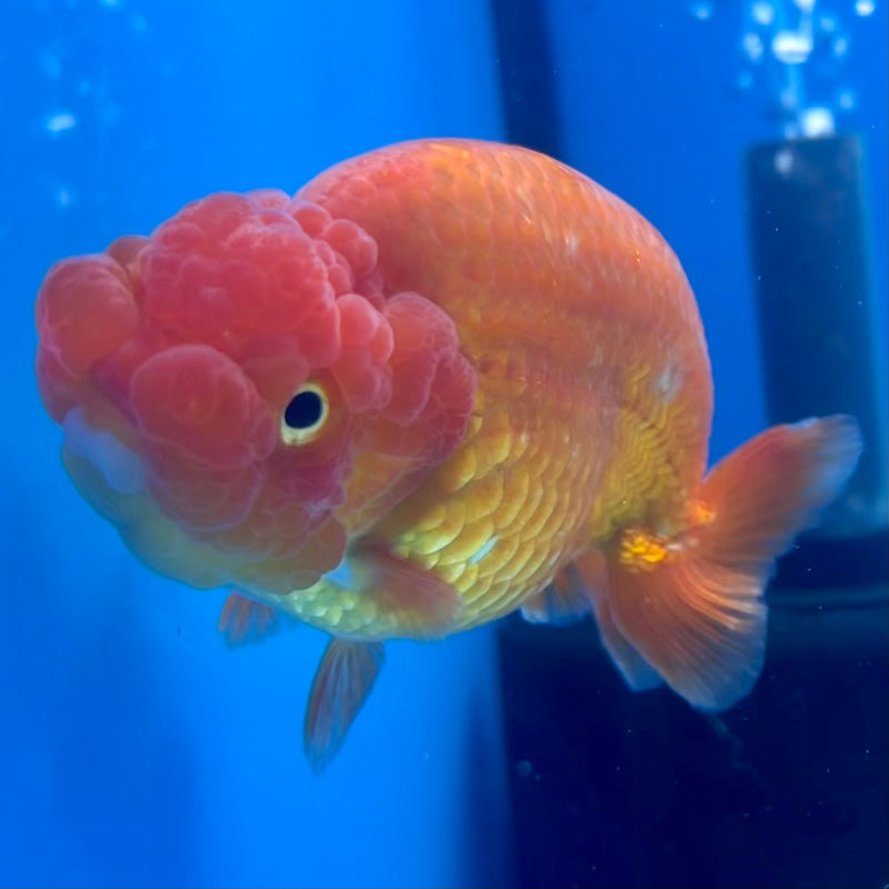Thai Ranchu Full Red 3.5” Body Male(CK-1129)R1A07